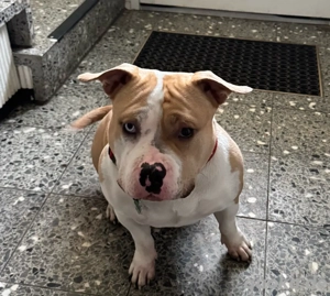 American Bully Pocket Hündin