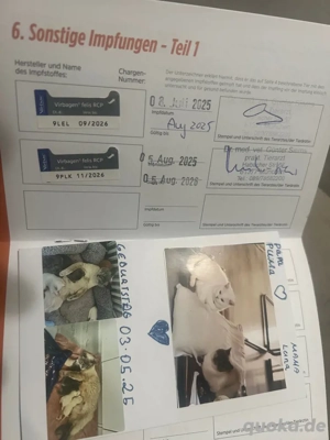 BKH Katze in liebevolle Hände abzugeben