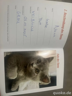 BKH Katze in liebevolle Hände abzugeben Bild 2