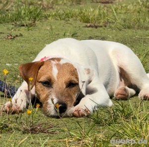 Jack Russell Hündin