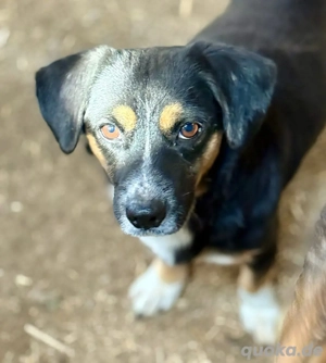 Herr Böhm   ein kleiner Charmeur sucht sein Glück