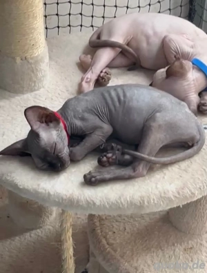 Wunderschöne kanadische Sphynx-Kätzchen   liebevoll, gesund und bereit für ihr neues Zuhause   
