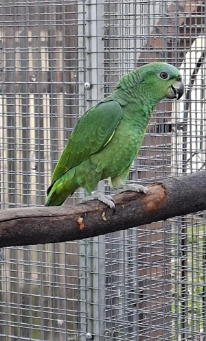 Junge Hybrid- Amazonen von 2025 zu verkaufen