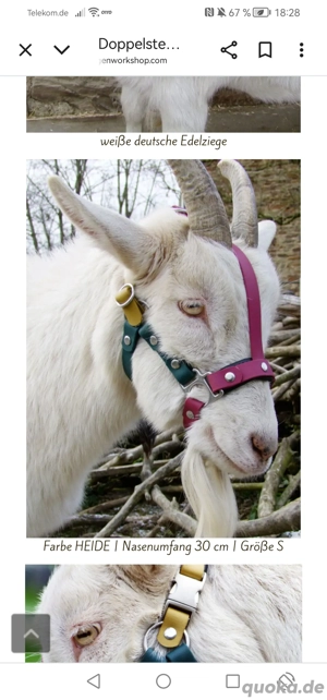 Ziegen Halfter, Halfter