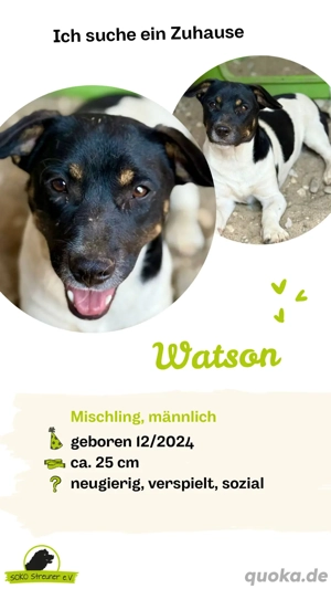 Rüde Watson   ein kleiner Abenteurer mit großem Herz