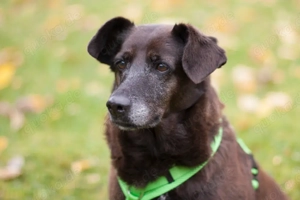 Sana, 7 Jahre - Mischling - Tierhilfe Franken e.V.