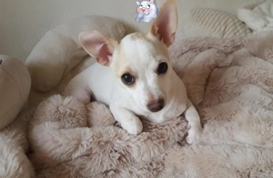 Chihuahua Welpe Rüde