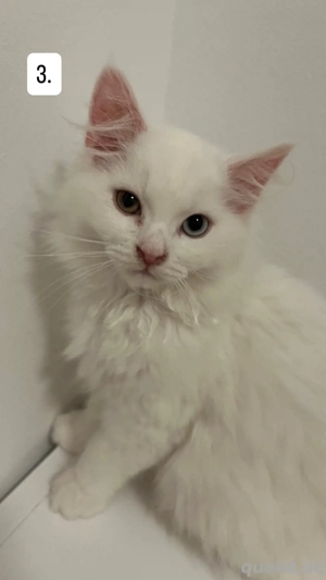 Süße Maine Coon Perser Kätzchen abzugeben   geb. 06.08.2025