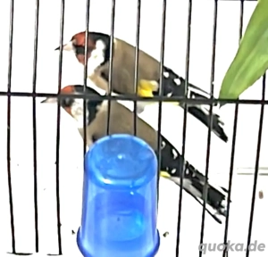 Stieglitze Männlische aus 2025 