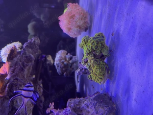 Meerwasser Korallenableger