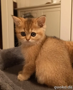 Britische Kurzhaar Kitten 