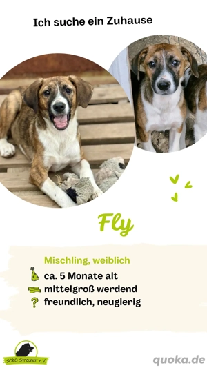 Welpe Fly   ein neugieriges Hundemädchen sucht ihr Glück