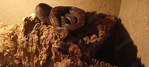 Boa constrictor abzugeben tolle Farbe 