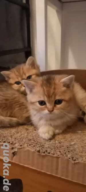 Britisch Kurzhaar Kitten 