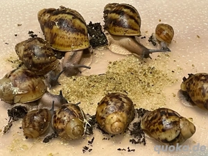 Archachatina marginata Ovum (Achatschnecken)