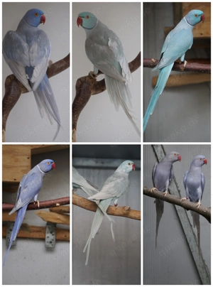 Halsbandsittich Zuchtpaare