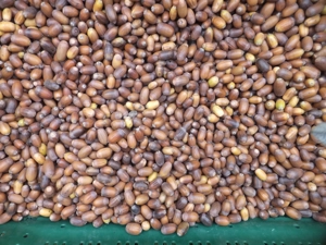 100 kg Futter Eicheln