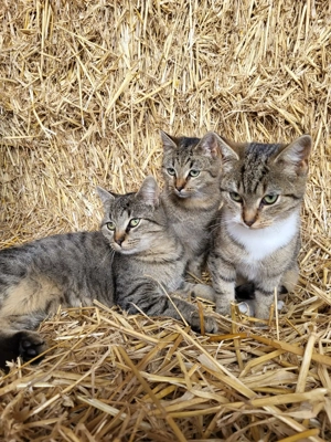 Katzen zu verkaufen, 4 Monate alt