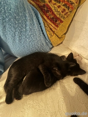 zwei zutrauliche Kätzchen suchen ein Zuhause