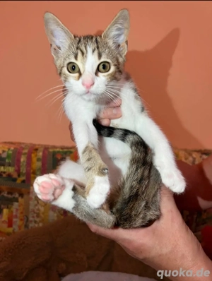 Süßes Kätzchen sucht ein Zuhause 