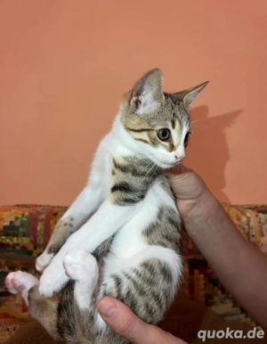 Süßes Kätzchen sucht ein Zuhause