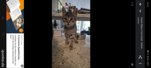 Baby katze zu verkaufen