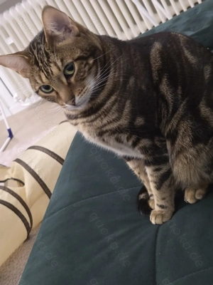 Verschmuste Bengal-Geschwister in guten Händen abzugeben