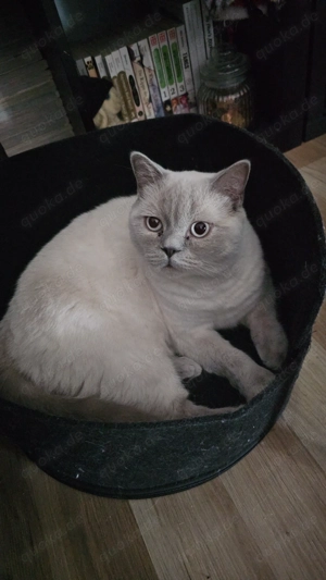 Junger BKH Kater Colour Point sucht ein neues zuhause