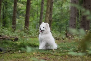 Ich suche einen großen Spitzhund. 