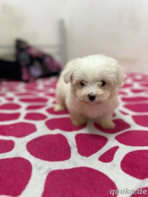 bichon malteser  Bild 4