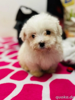 bichon malteser  Bild 2