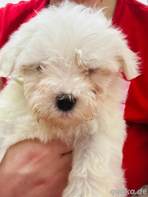 bichon malteser  Bild 3