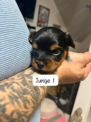 Wunderschöne reinrassige Yorkshire Terrier Welpen  Bild 2
