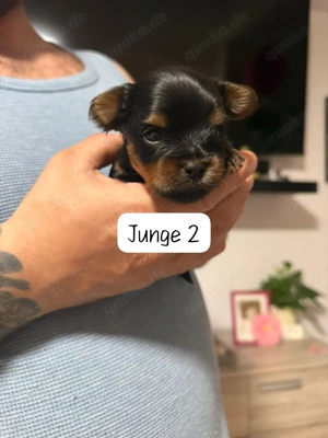 Wunderschöne reinrassige Yorkshire Terrier Welpen  Bild 3