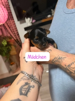 Wunderschöne reinrassige Yorkshire Terrier Welpen  Bild 4