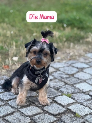 Wunderschöne reinrassige Yorkshire Terrier Welpen  Bild 5