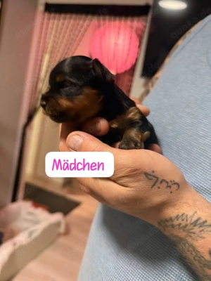 Wunderschöne reinrassige Yorkshire Terrier Welpen  Bild 6