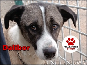 Mischlings-Rüde Dalibor sucht ein Zuhause oder Pflegestelle