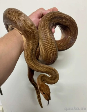 Boa Constrictor Imperator Red Baron Nicaragua