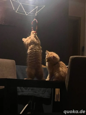 Zwei orangefarbene Baby Kater suchen ein liebevolles Zuhause   