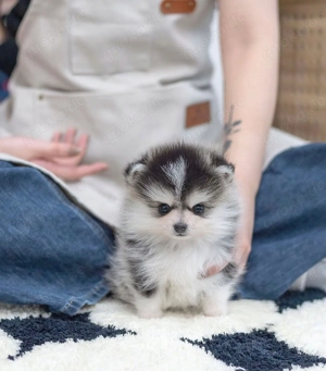 Pomsky (F1) Welpen Ready