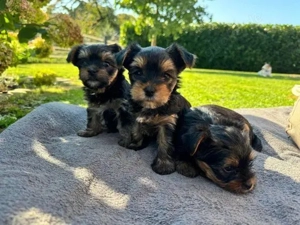 Welpen Yorkshire Terrier-Black und Black & Tan