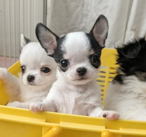 Mini Chihuahua Welpen (VHH)