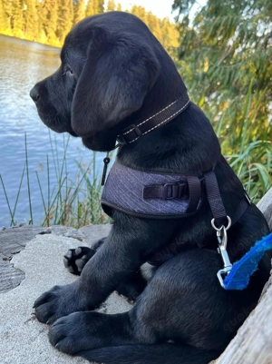 Ncbsh Labrador Welpen (6)