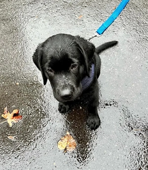 Cute Labrador Welpen (8) 