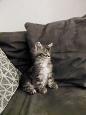 Wunderschöne Maine coon kittens