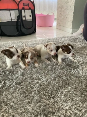 Reinrassige 3 wunder schöne Chihuahus 