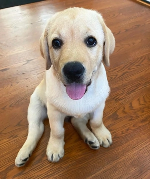 All Loving Labrador Welpen 