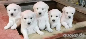 Golden Retriever Welpen