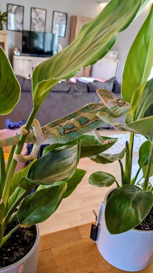 Jemenchamäleon männlich   evtl. Terrarium 
